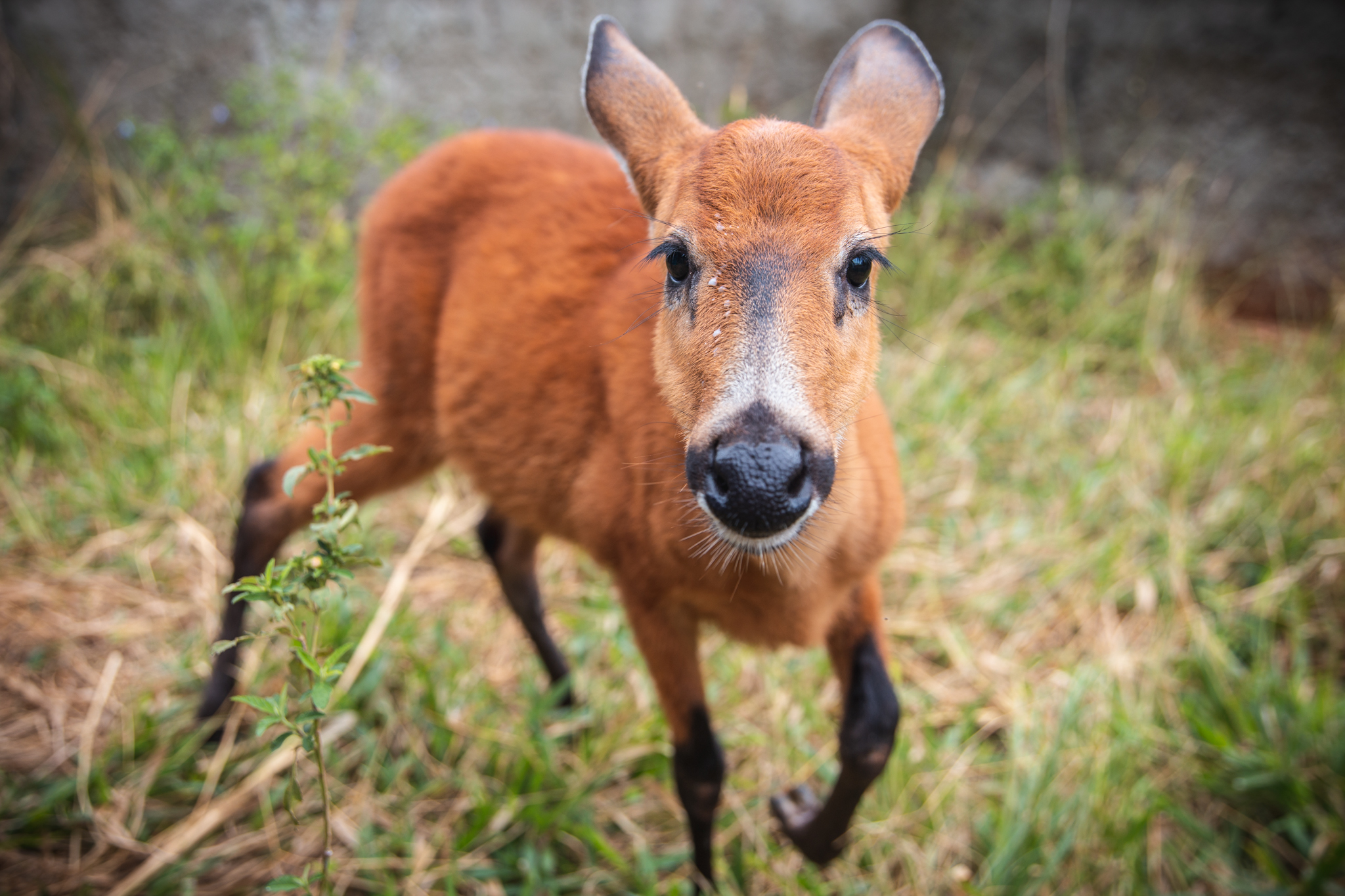 Macaco-aranha-preto-de-cara-preta da espécie ateles chamek